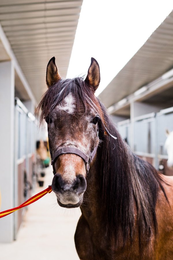 Où faire de l'équitation dans les régions préservées du tourisme de masse en Patagonie?